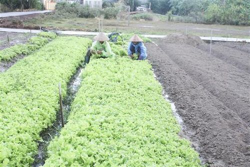 Đông Hà quan tâm thúc đẩy nông nghiệp đô thị