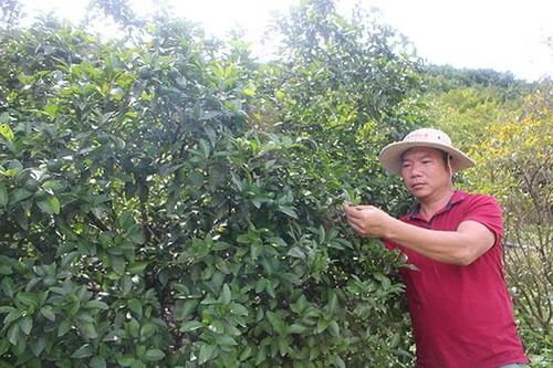 Phù Yên phủ xanh cây ăn quả trên đất dốc