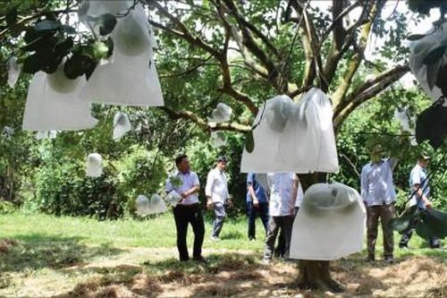 Kinh tế Nông nghiệp - Nông thôn Thanh trà mất mùa, người trồng thất thu