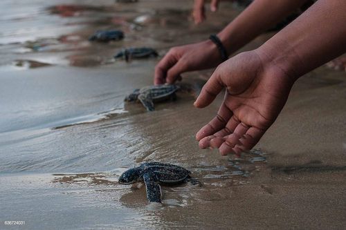 Du khách cổ vũ bầy rùa biển mới nở về với đại dương