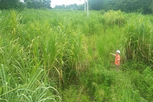 Trồng cỏ voi giúp phục hồi môi trường