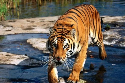 Số phận hổ Việt Nam trong bảo vệ động vật hoang dã