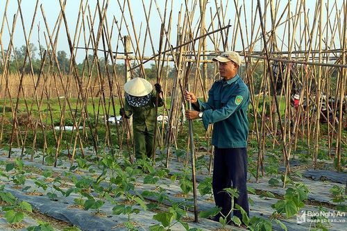Cần chú ý điều gì trong sản xuất vụ đông 2019 ở Nghệ An?