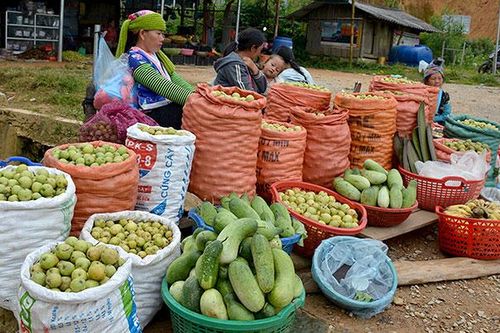 Tuần Giáo mất mùa sơn tra