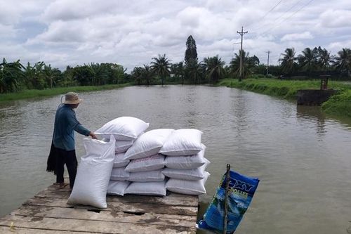 Giá cá tra tăng nhẹ