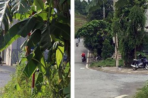 Khắc phục tình trạng cây, cỏ che biển báo giao thông
