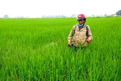 Gia Viễn chú trọng chăm sóc, bảo vệ lúa mùa