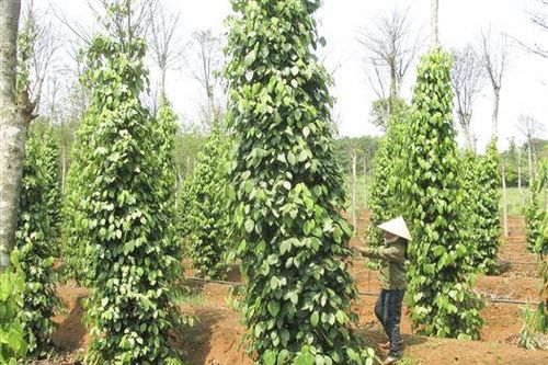 Xây dựng bộ cây trồng, con nuôi chủ lực trong sản xuất nông nghiệp