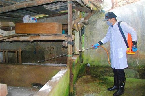 Cần 50 nghìn lít hóa chất để phòng chống bệnh dịch tả lợn Châu Phi