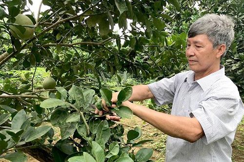 Sáng ngời phẩm chất 'Bộ đội Cụ Hồ'
