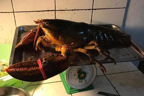 Vì sao cua hoàng đế, tôm hùm Alaska ồ ạt về Việt Nam với giá rẻ?