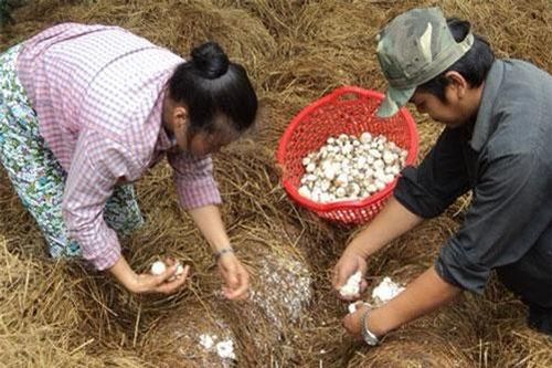 Vĩnh Long: Trồng nấm rơm bài bản, lãi 13 triệu đồng/tháng