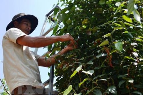 Rà soát và định hướng phát triển cây hồ tiêu