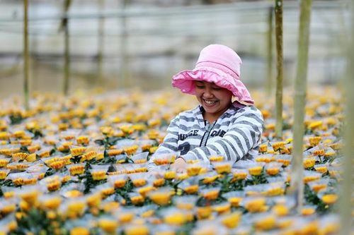 Xuất khẩu hoa Đà Lạt và rào cản giống có bản quyền