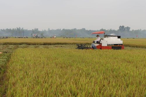 Kinh tế Nông nghiệp - Nông thôn Phong Điền: Năng suất lúa vụ hè thu giảm 5,5 tạ/ha do thời tiết nắng nóng