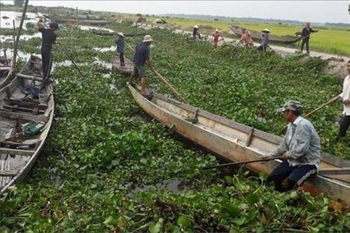 Kinh tế Kinh tế Vớt bèo, thoát lũ cho sông Nịu
