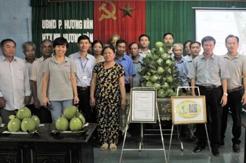 Kinh tế Nông nghiệp - Nông thôn Thanh trà Hương Vân công bố chứng chỉ VietGap và mã QR code