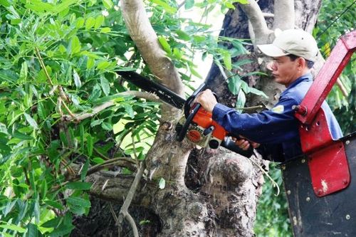 Kinh tế Xây dựng - Giao thông Cắt tỉa cây xanh: giảm bóng mát nhưng hạn chế rủi ro mùa mưa bão