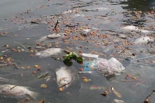Cá hồ Tây chết hàng loạt, dạt vào bờ gây ô nhiễm