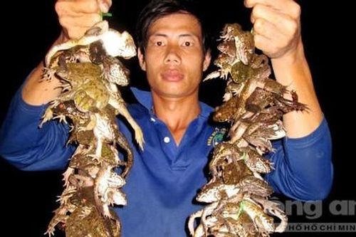 Săn đặc sản mùa… ngóng lũ