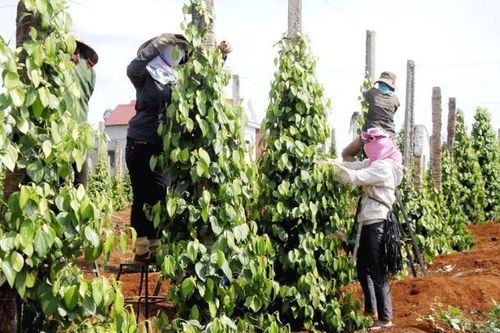 Giá xuất khẩu hồ tiêu giảm 3 năm liên tiếp