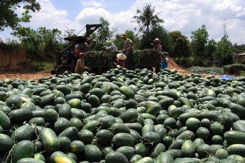 'Cửa chính' gặp rào, 'lối nhỏ' siết mạnh, đường khó của thế mạnh Việt