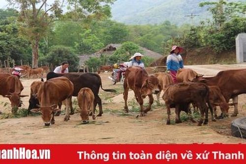 Phát triển chăn nuôi gia súc ở huyện Quan Hóa