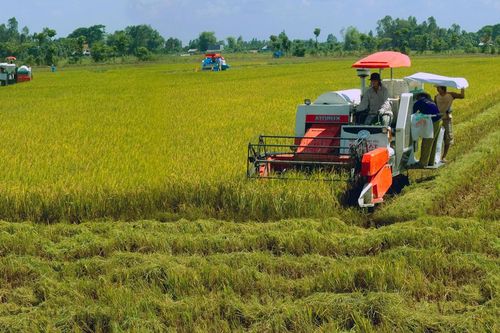 Sản xuất lúa 3 vụ/năm: Cần thay đổi tư duy cũ cho cả vùng Đồng bằng sông Cửu Long