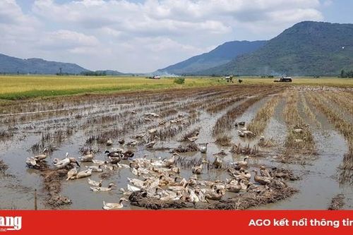 Chủ động ngăn ngừa lây lan cúm gia cầm