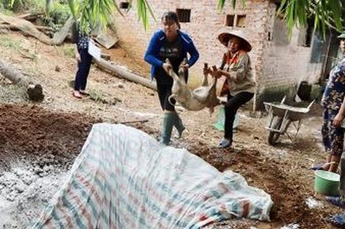 Cẩm Khê: 4 xã công bố hết dịch tả lợn châu Phi