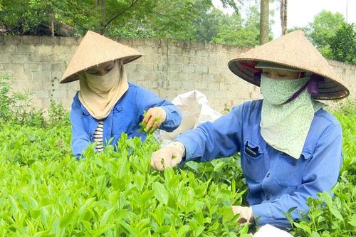 Góp phần nâng cao năng lực quản lý và phát triển chỉ dẫn địa lý 'Tân Cương'