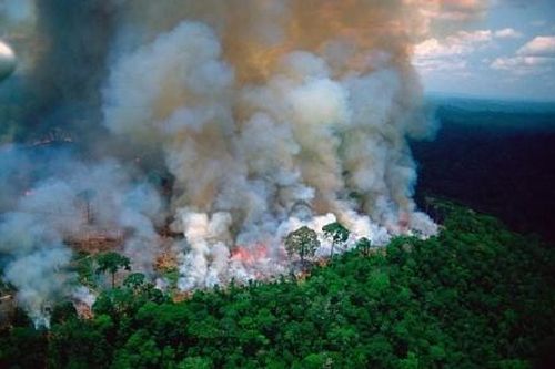 Thế giới Thế giới toàn cảnh Pháp và Liên Hiệp quốc kêu gọi gấp rút triển khai hành động bảo vệ rừng Amazon