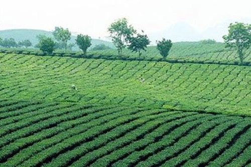 Sử dụng đất nông, lâm trường: Không để vô chủ