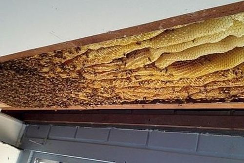 Phát hiện tổ ong mật khổng lồ có hơn 60.000 con trên trần nhà