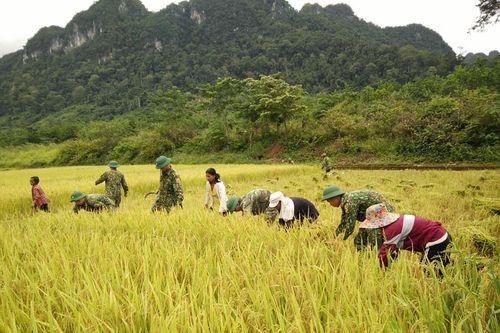 Giúp bà con đồng bào Rục thu hoạch lúa Hè Thu 2019