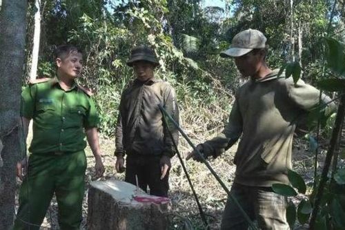 Bất thường phía sau một vụ bắt quả tang phá rừng