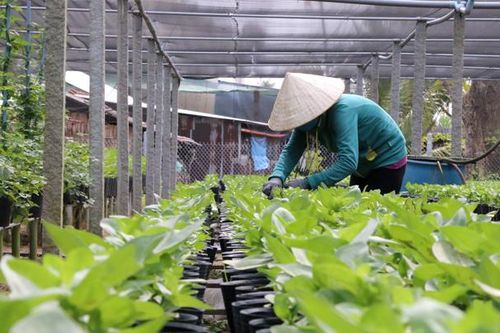 Nông dân Sa Đéc tất bật cho vụ hoa Tết