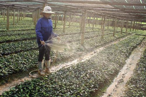 Năm 2019 trồng mới 340 ha chè