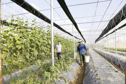 Phát triển nông nghiệp theo hướng sản xuất hàng hóa