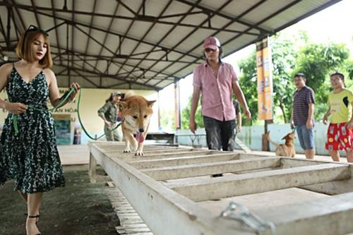 Chú chó Shiba Inu có gì đặc biệt mà được chọn vào vai 'cậu Vàng' của lão Hạc?
