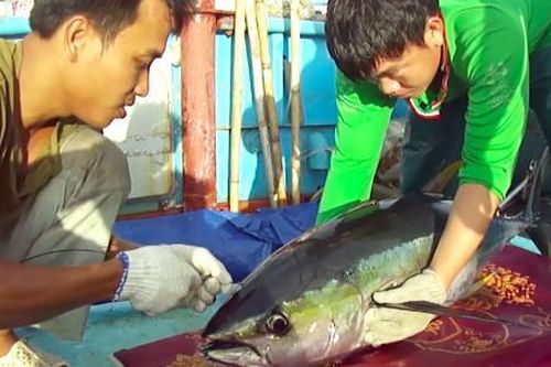 'Giải cứu' nghề đánh bắt cá ngừ đại dương (bài 2)