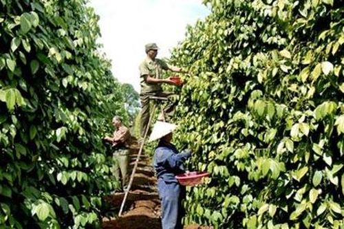 Phát triển không bền vững, ngành hồ tiêu sẽ gánh rủi ro