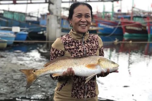 Cặp cá nghi sủ vàng nặng 7kg sa lưới trên sông Loan