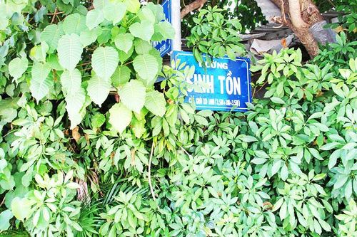 Biển báo tên đường trong lùm cây