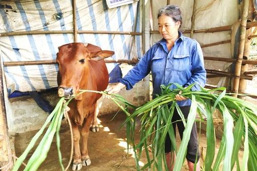 236.000 hộ dân tộc thiểu số thoát nghèo trong 5 năm