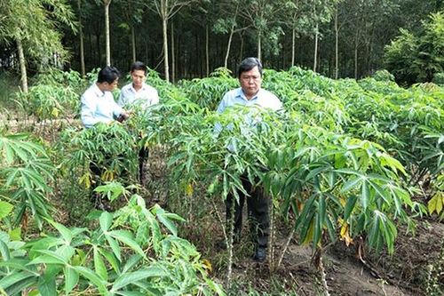 Khẩn trương phòng, trừ bệnh khảm lá trên cây sắn