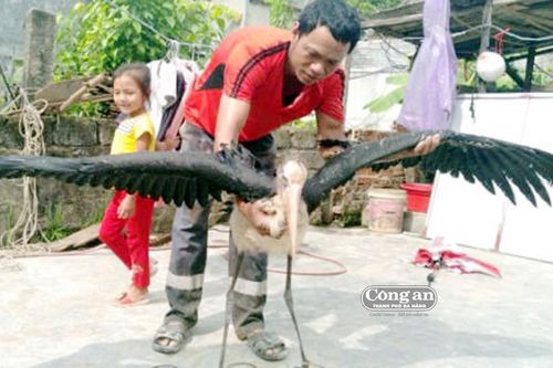 Chim lạ sa đồng