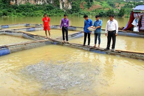 Phát triển kinh tế vùng tái định cư thủy điện
