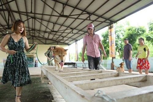 Dư luận dậy sóng, việc chó Nhật vào vai 'Cậu Vàng' của Lão Hạc