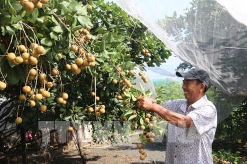 Cơ hội mới cho xuất khẩu nhãn tươi Việt Nam sang Australia